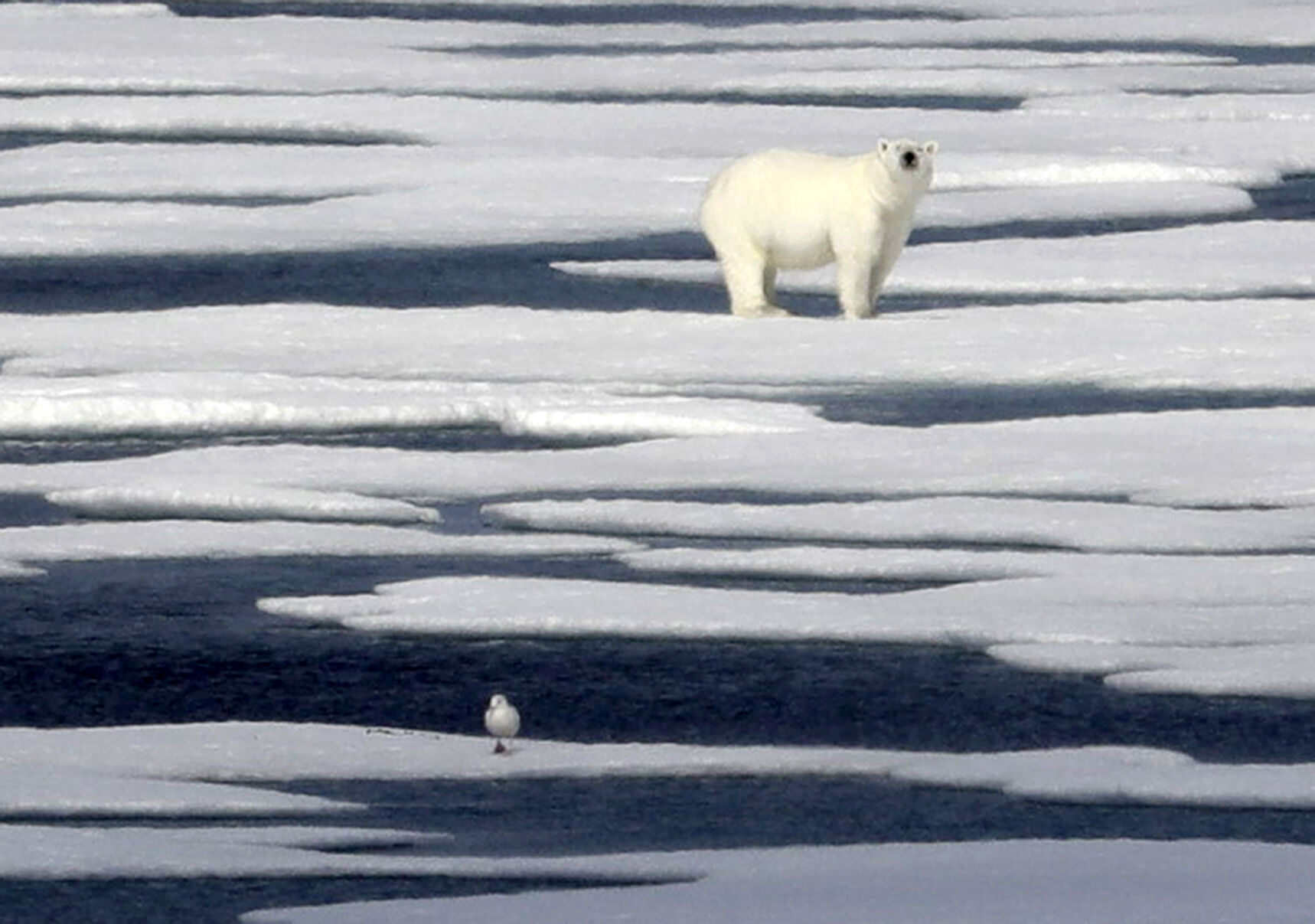 Arctic